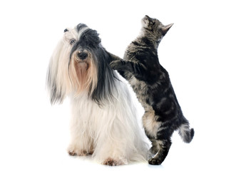 tibetan terrier and cat - Powered by Adobe