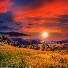 coniferous forest on a steep mountain slope