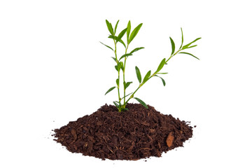 small plant in the studio concept