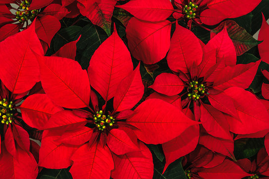 Nochebuena Images – Browse 3,654 Stock Photos, Vectors, and Video | Adobe  Stock
