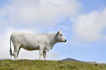 Obraz premium White cow pyrenees