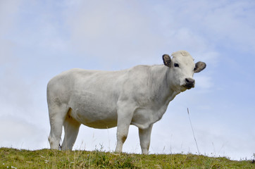 White veal