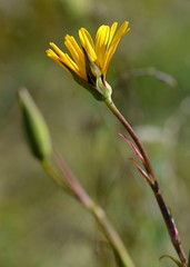 yellow meadow flower