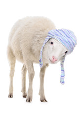 Sheep in hat