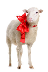 Sheep with bow