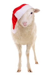 Sheep in hat