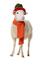 Sheep in clothes