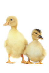 duck