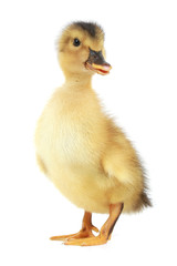 duck