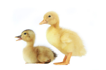 duck