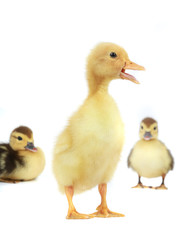 duck