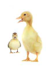 duck