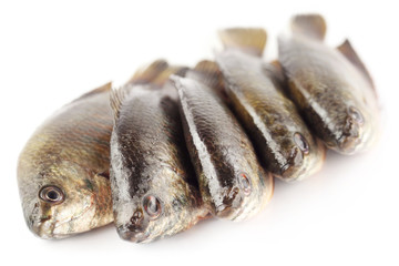 Banded gourami of Southern Asia