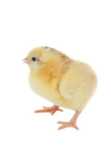 yellow chicken