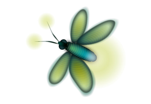 Luciole fond blanc Illustration vectorielle