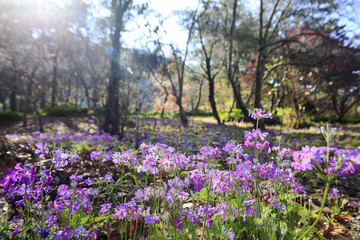 Flower with nice background