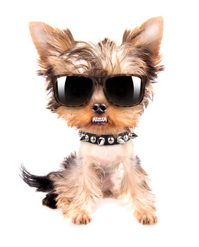 Portrait of dog with spiked collar and shades
