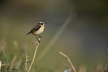 Whinchat, Saxicola rubetra