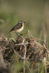 Whinchat, Saxicola rubetra