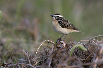 Whinchat, Saxicola rubetra