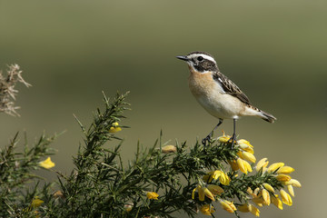 Whinchat, Saxicola rubetra