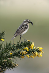 Whinchat, Saxicola rubetra