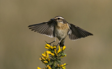 Whinchat, Saxicola rubetra