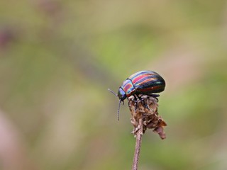 Regenbogen-Blattkäfer (Chrysolina cerealis) © Schmutzler-Schaub