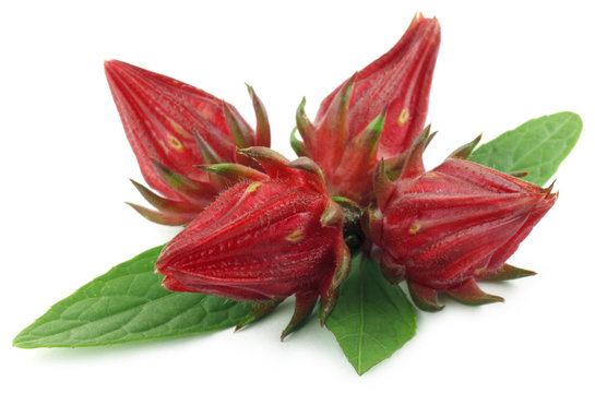 Roselles with leaves