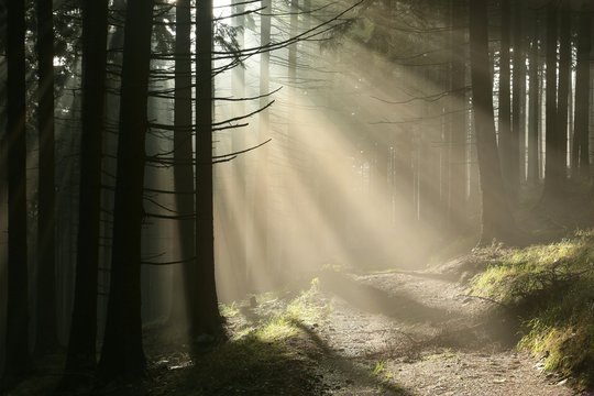 Fototapeta Coniferous forest in the mountains on a misty autumn morning