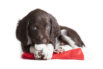 Small Munsterlander puppy playing with a Santa hat