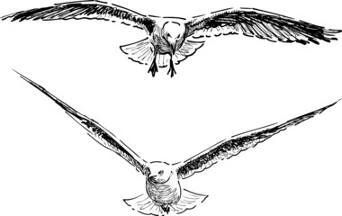 Naklejka premium flying gulls