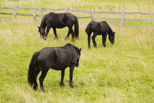 Caballos de Asturias