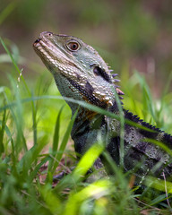 Australian water dragon