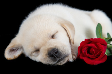 Labrador puppy sleeping on black with red rose