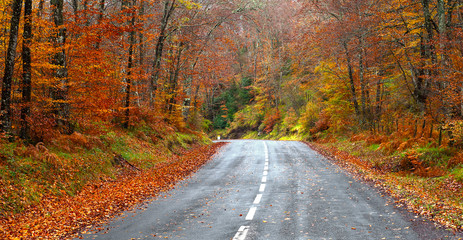 road in the forest in autumn, fall colors - 59262923