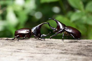 fighting beetle (rhinoceros beetle)