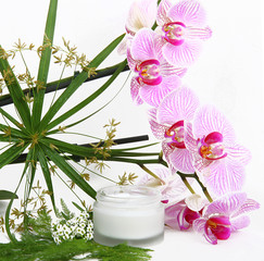 Fototapeta na wymiar Face cream with herbs and pink orchids
