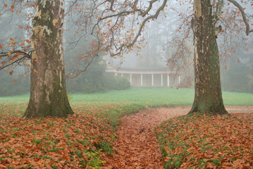 Two strong plane trees and footpath covered by brown leaves