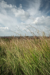 Long grass swaying in the breeze