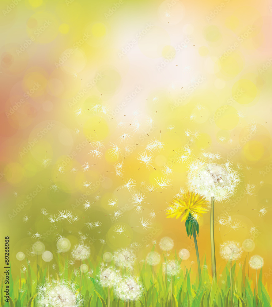 Wall mural vector spring background with dandelions.