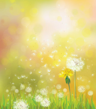 Vector spring background with dandelions.