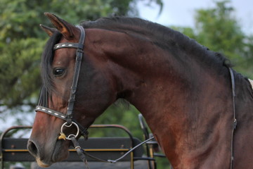 Junger Hengst vor Kutsche