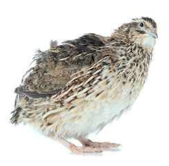 Young quail isolated on white