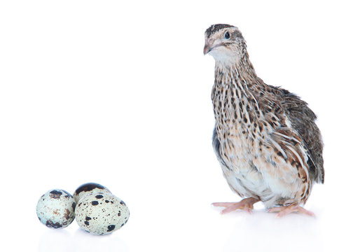 Young Quail With Eggs Isolated On White