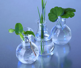 Plants in test tubes, on color background