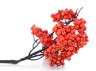 Artificial berries, isolated on white