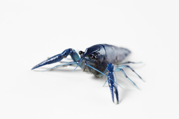 Blue crayfish b