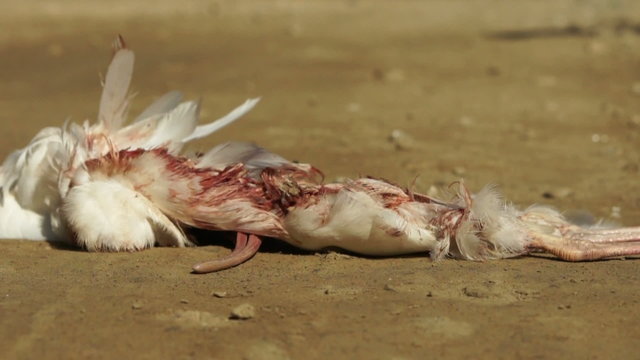 Dolly shot of a dead chicken. Road Kill