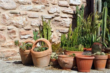 Fototapeta na wymiar cacti in clay pots